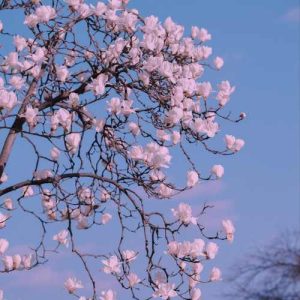 دانلود آهنگ ممدرضا گلزاریمه شما مره نشناسنی